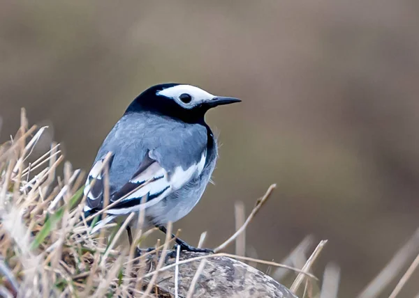 El Wagtail blanco —  Fotos de Stock