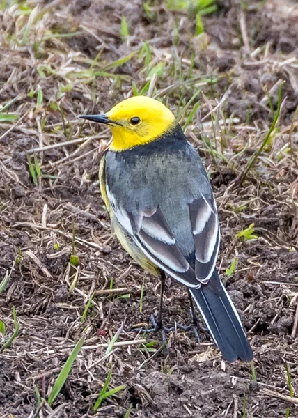 El Wagtail Citrino —  Fotos de Stock