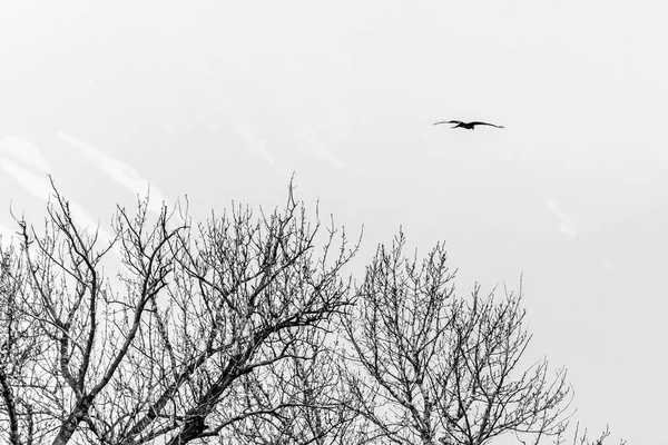 O Upland Buzzard — Fotografia de Stock