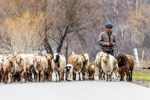 Narat otlak çoban