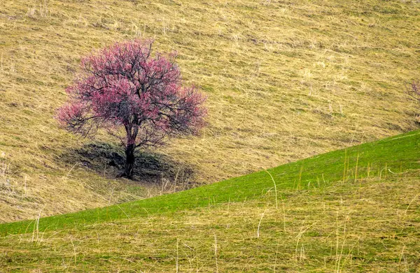 Kvetoucí krásné údolí Meruňka — Stock fotografie