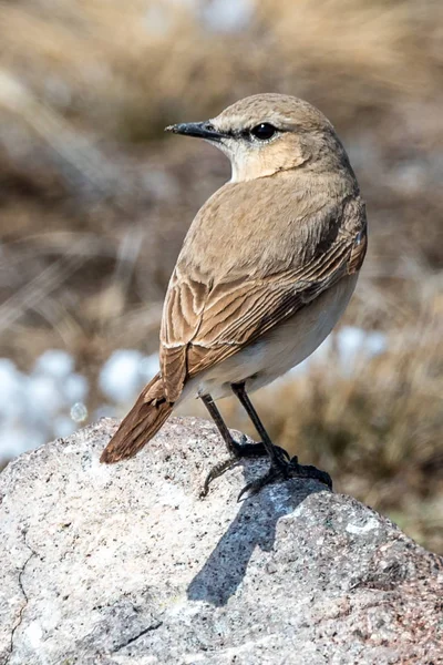 Den gemensamma Nightingale — Stockfoto