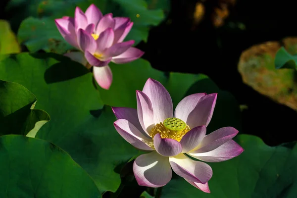 Lotus i Taipa hus-Museum — Stockfoto