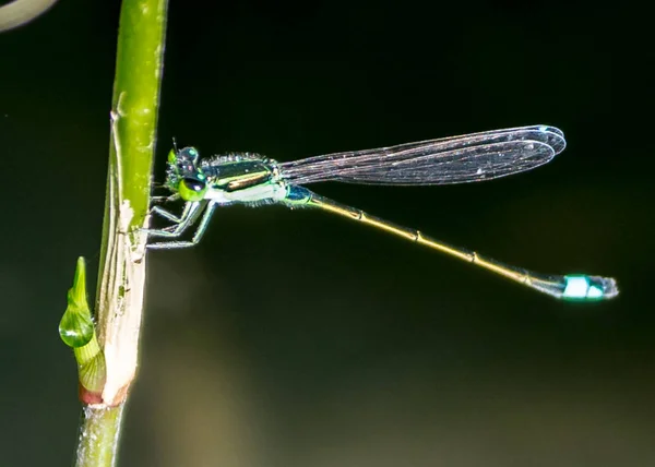 La Damselfly en Macao — Foto de Stock