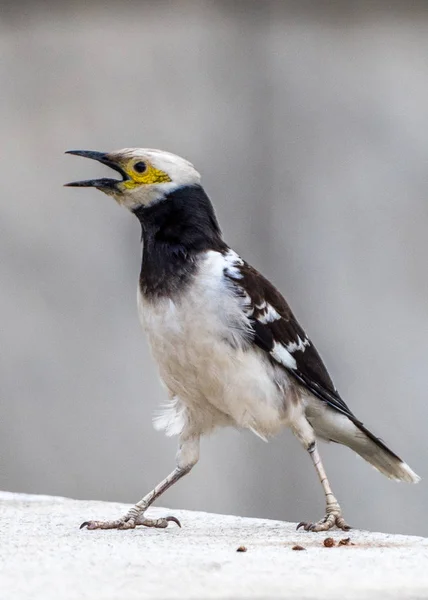 El Starling de cuello negro —  Fotos de Stock