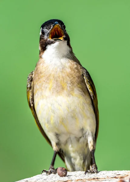 Ljus-vented bulbul — Stockfoto