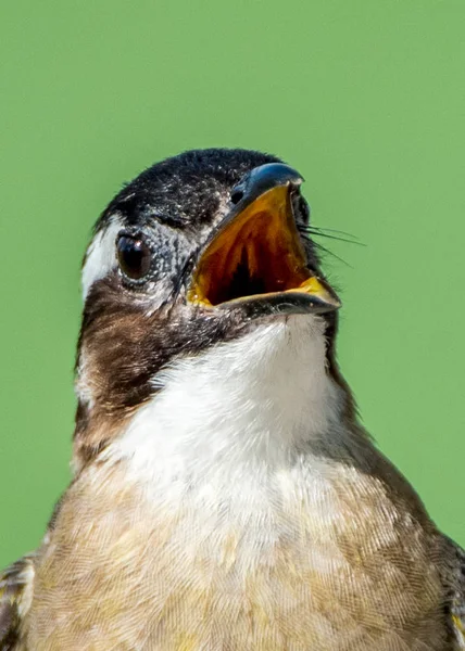 Ljus-vented bulbul — Stockfoto