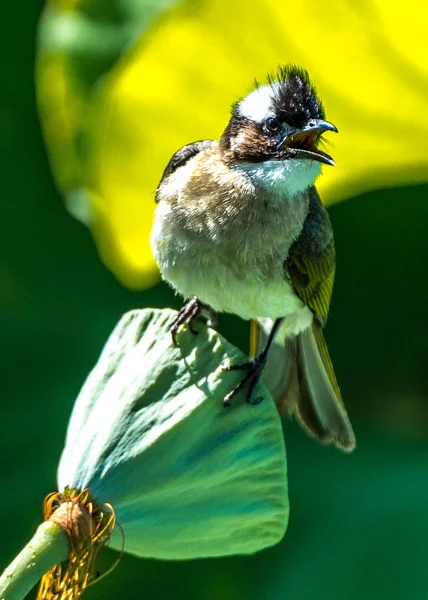 Licht-vented bulbul — Stockfoto