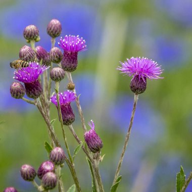 Cirsium lineare (Thunb.)