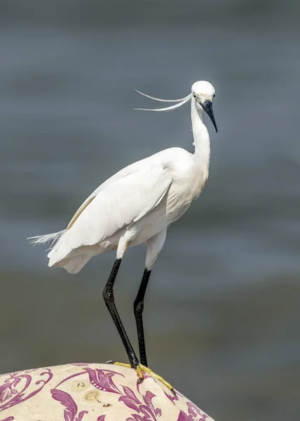 A Standing Egret — Stock Photo, Image