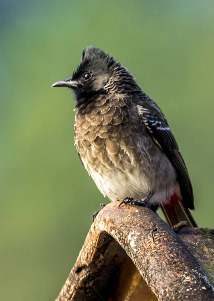 Červená ventiloval bulbul — Stock fotografie