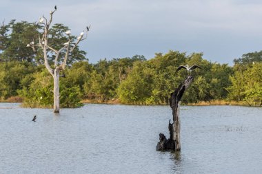 udawalawe Milli Parkı