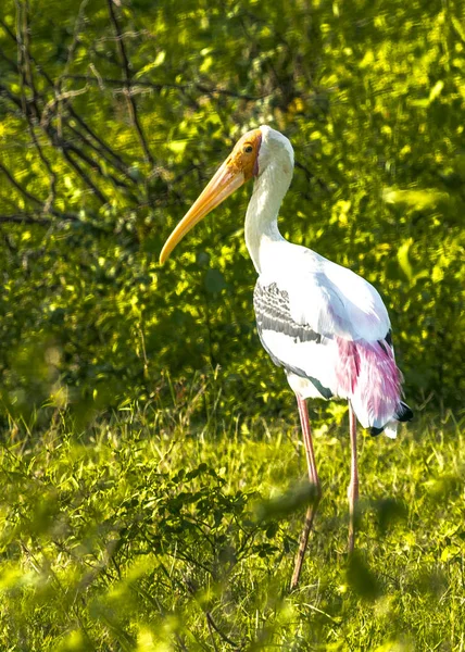 The Painted Stork — Stock Photo, Image