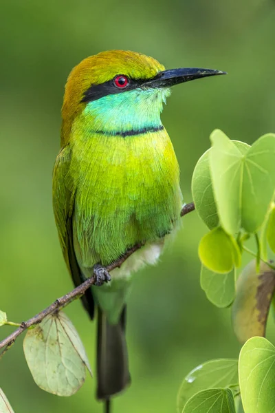 Abeja verde devorador —  Fotos de Stock