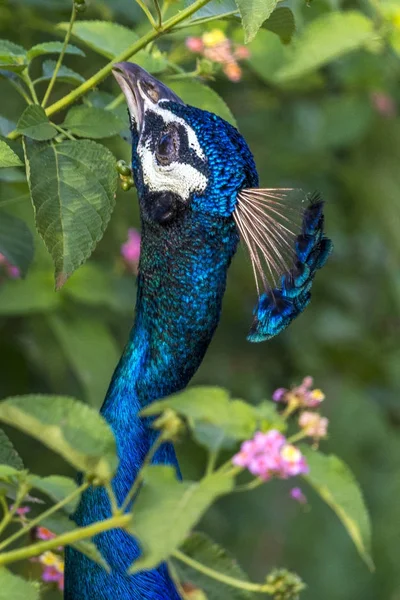 Påfågeln i Udawalawe — Stockfoto