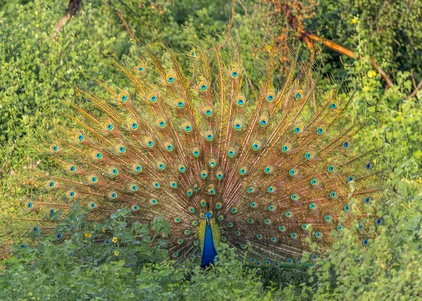 Der Pfau in udawalawe — Stockfoto