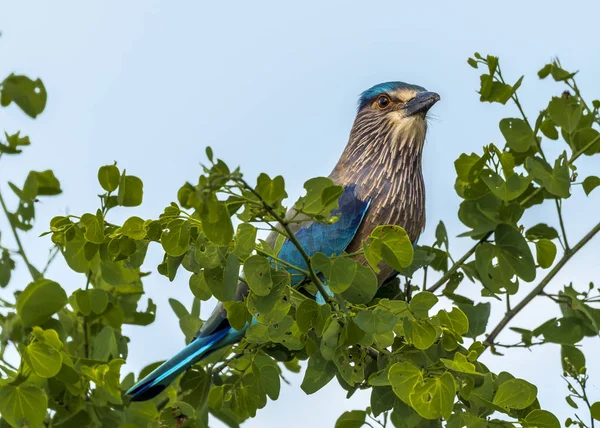 De Indiase Roller — Stockfoto