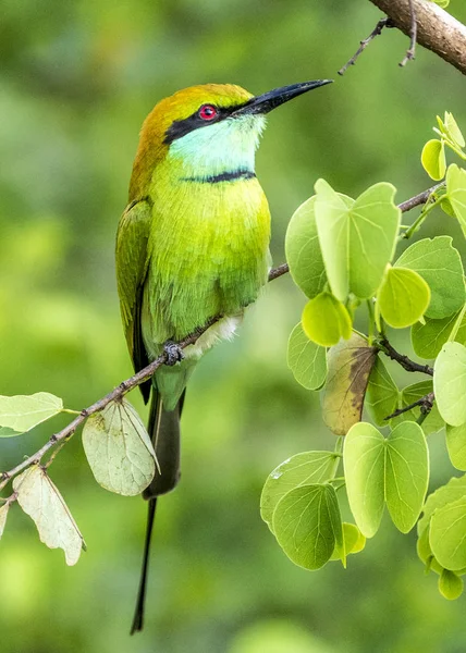 Abeja verde devorador —  Fotos de Stock