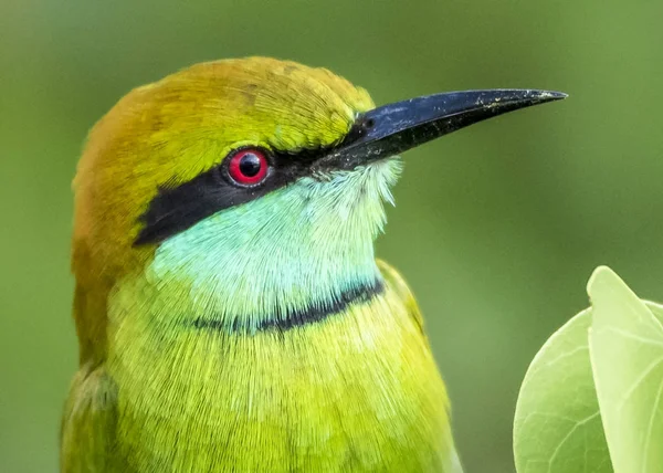 Green Bee-eater — Stock Photo, Image