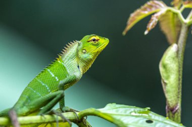 Küçük-scaledvariablelizard