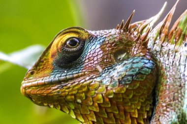 Küçük-scaledvariablelizard