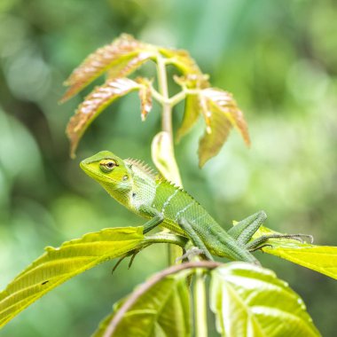 Küçük-scaledvariablelizard