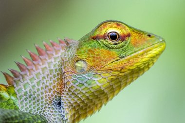 Küçük-scaledvariablelizard