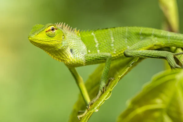 Malé scaledvariablelizard — Stock fotografie