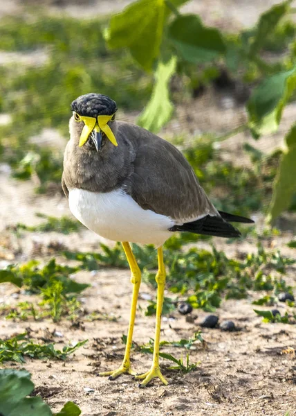 Den maskerade strandpipare — Stockfoto