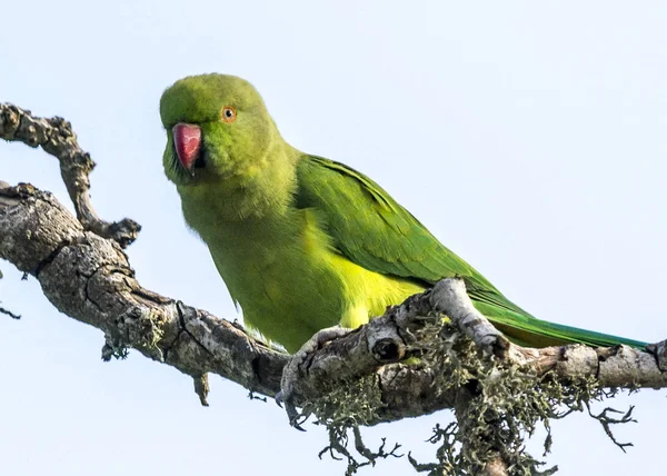 Το Parakeet Αλεξανδρινής — Φωτογραφία Αρχείου