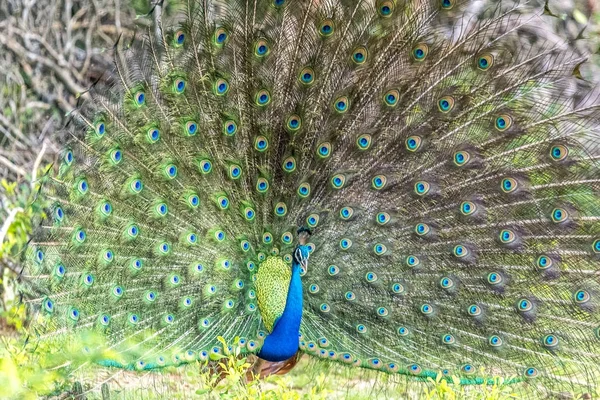 Der Pfau im Bündel — Stockfoto