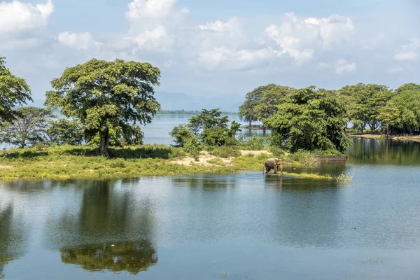 El elefante en Udawalawe —  Fotos de Stock