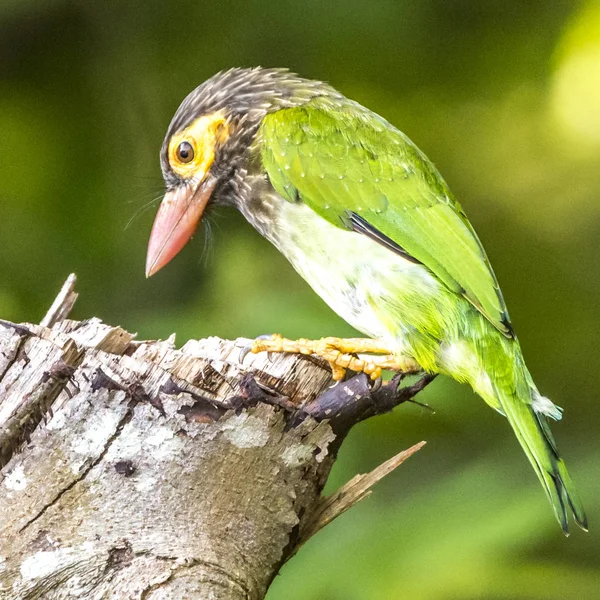 O Barbet Lineado — Fotografia de Stock