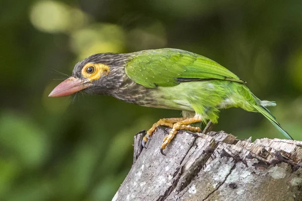 Lineated Barbet — Stock fotografie