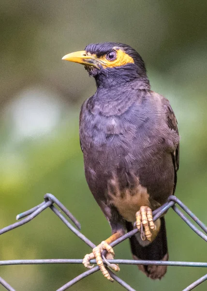 Gelbgesichtige Myna — Stockfoto