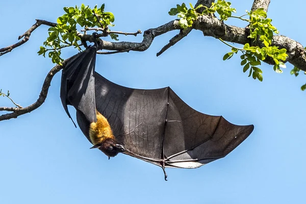 Den indiska Flying Fox — Stockfoto