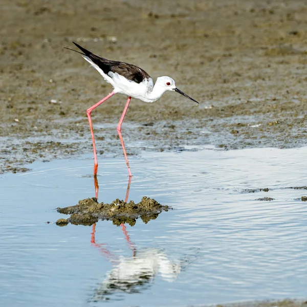 Inclinação de asas pretas — Fotografia de Stock