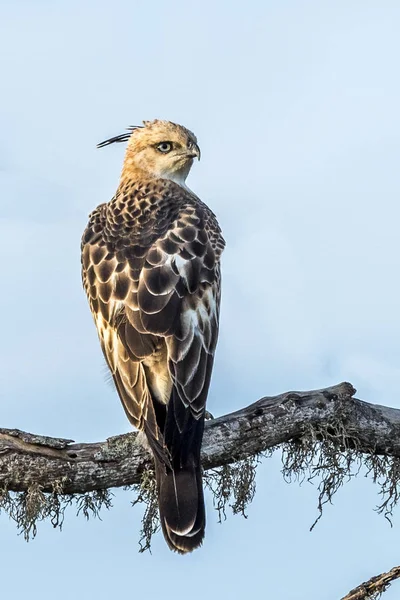 Utbytbara hawk-eagle — Stockfoto