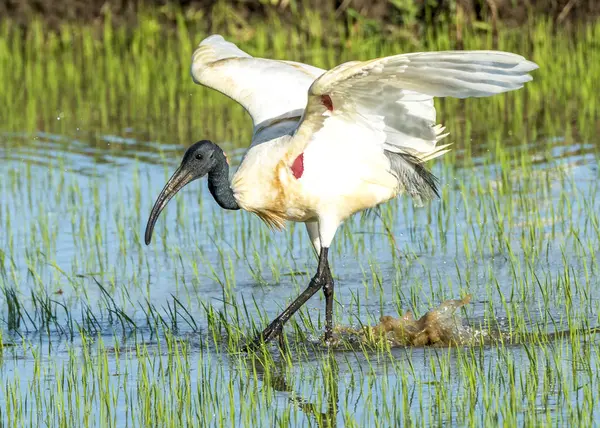 Ibis de cabeça preta — Fotografia de Stock