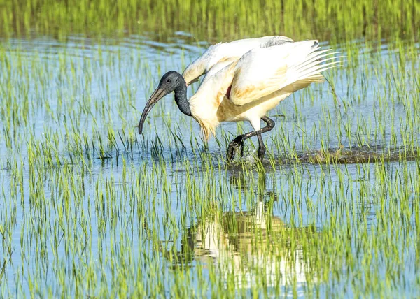 Ibis de cabeça preta — Fotografia de Stock