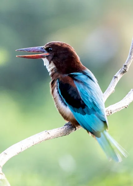 Weißkehl-Eisvogel — Stockfoto