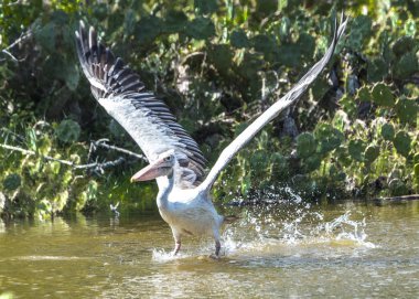 spot faturalı pelikan