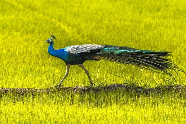 Påfågeln i Bundala — Stockfoto