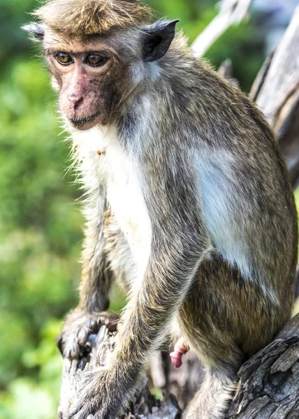 Den Toque makak i Bundala — Stockfoto