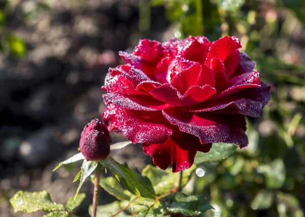 红玫瑰露水 — 图库照片