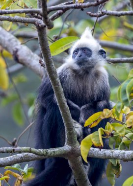 Beyaz başlı Siyah Langur