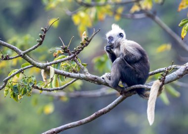 Beyaz başlı Siyah Langur