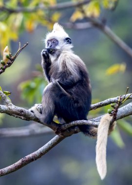 Beyaz başlı Siyah Langur