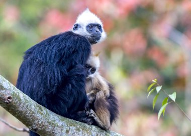 Beyaz başlı Siyah Langur