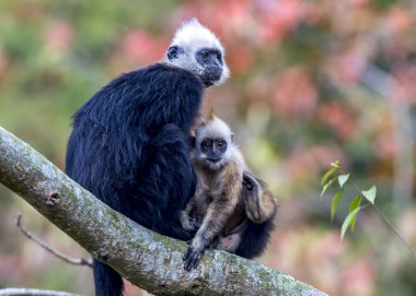 Beyaz başlı Siyah Langur